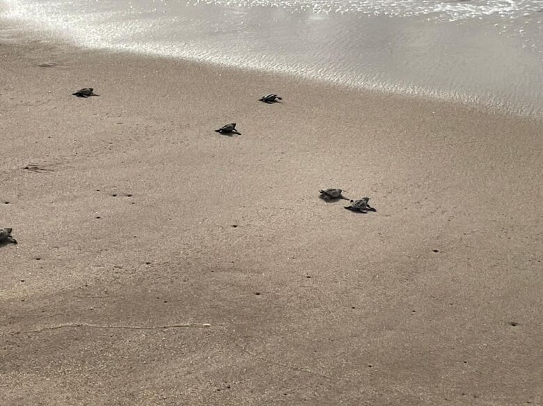 Desde o início do ano, mais de 2.700 filhotes de tartarugas nasceram nas praias de Piedade. Foto: Divulgação