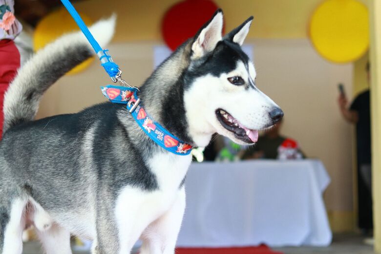 Concurso de Beleza Pet animou moradores de Paulista - Foto: Arthur de Souza/Folha de Pernambuco