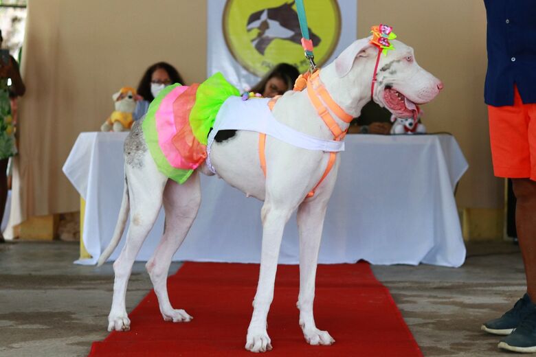 Concurso de Beleza Pet animou moradores de Paulista - Foto: Arthur de Souza/Folha de Pernambuco