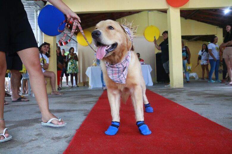 Concurso de Beleza Pet animou moradores de Paulista - Foto: Arthur de Souza/Folha de Pernambuco