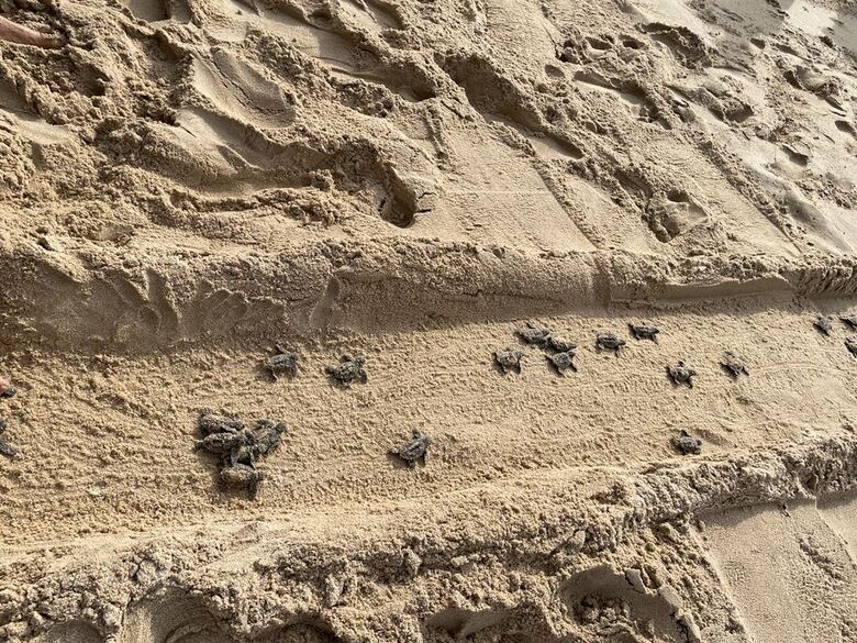 Desde o início do ano, mais de 2.700 filhotes de tartarugas nasceram nas praias de Piedade. Foto: Divulgação