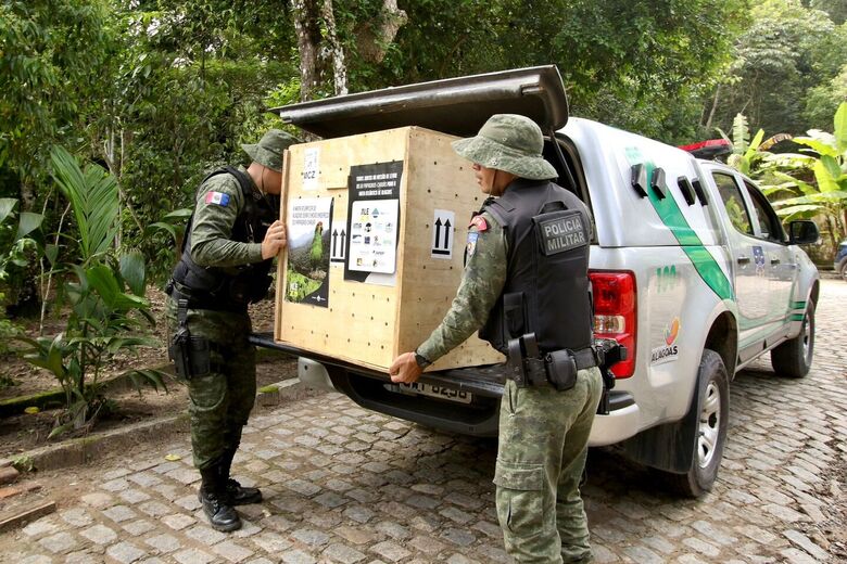 Aves vão passar por um processo de adaptação para serem soltas na natureza (Foto: Ed Machado/Folha de Pernambuco)