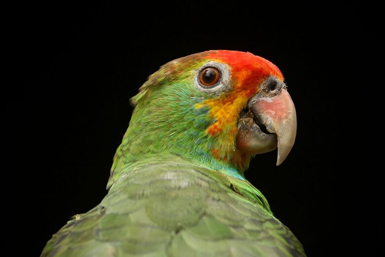 Aves vão passar por um processo de adaptação para serem soltas na natureza (Foto: Ed Machado/Folha de Pernambuco)