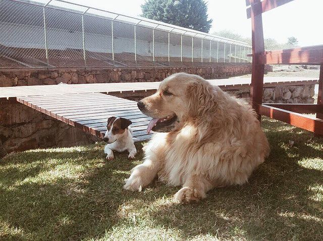 Cachorros do ex-presidente Michel Temer, Picolly, jack russel e Thor, labrador (Foto: Redes Sociais)