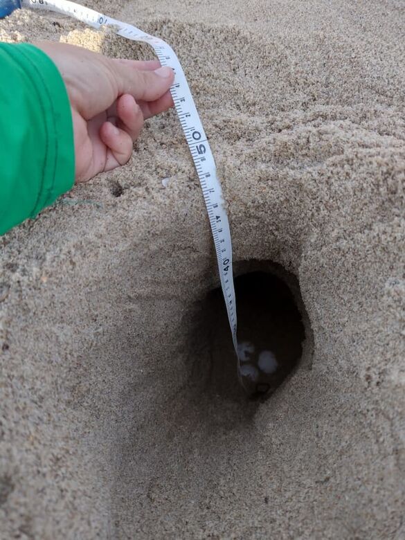 As analistas ambientais da SEMA Bruna Maldonado, Jocelane Cavalcante e Geanne Santos ficaram responsáveis pelo deslocamento dos ovos - Imagem: Cortesia