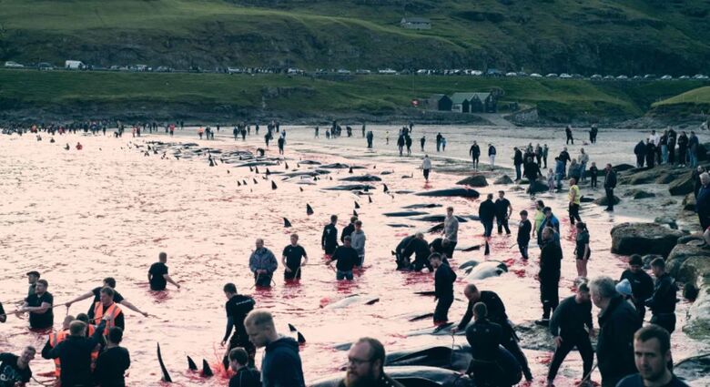 Mar das Ilhas Faroe após matança (Foto: Handout/ Sea Shepherd UK/AFP)