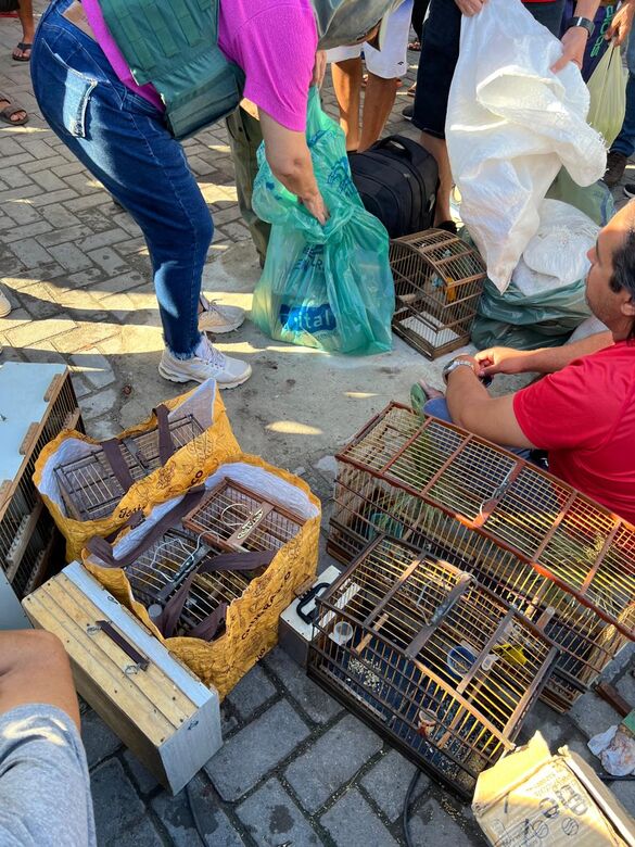 Depoma apreende 110 animais silvestres e 20 jabutis durante a operação, na Zona Oeste do Recife.
Foto: Divulgação/PCPE