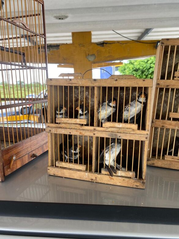PRF resgata 24 aves silvestres durante fiscalização no município de São Caetano, no Agreste.
Foto: Divulgação/PRF