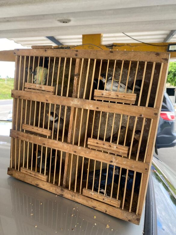 PRF resgata 24 aves silvestres durante fiscalização no município de São Caetano, no Agreste.
Foto: Divulgação/PRF