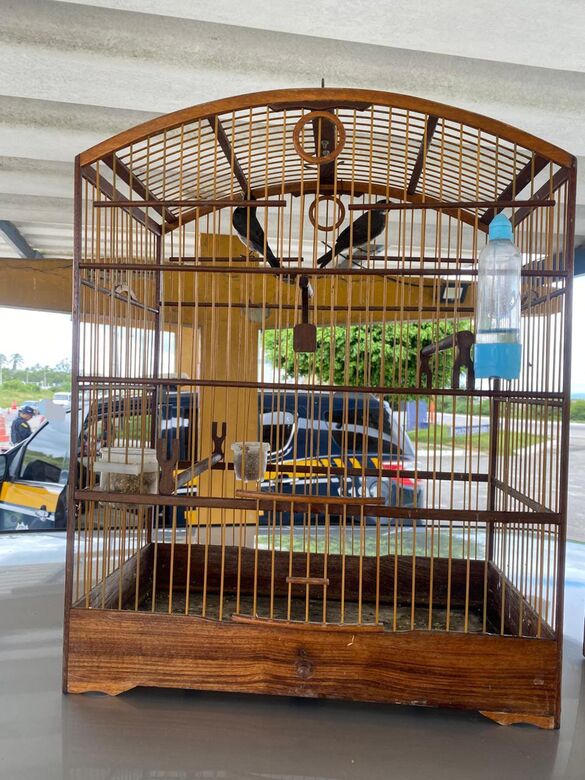 PRF resgata 24 aves silvestres durante fiscalização no município de São Caetano, no Agreste.
Foto: Divulgação/PRF