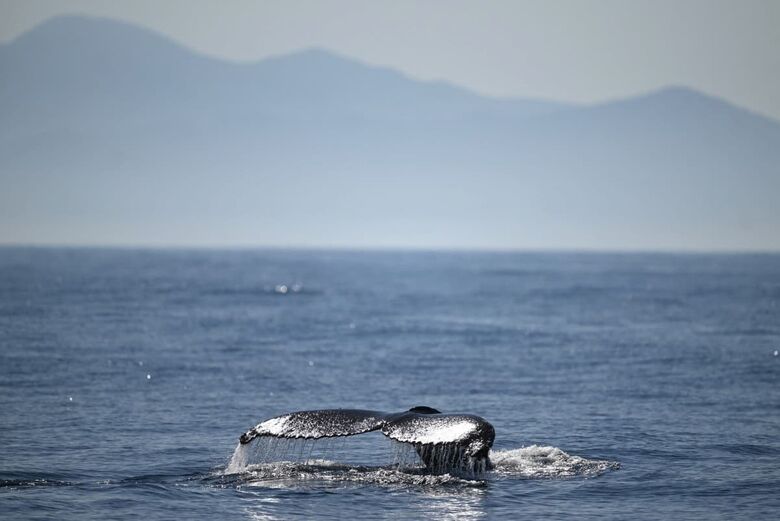 Uma baleia jubarte salta na costa de Niterói | Foto: Mauro Pimentel / AFP