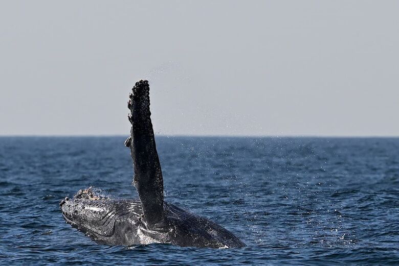 Uma baleia jubarte salta na costa de Niterói | Foto: Mauro Pimentel / AFP