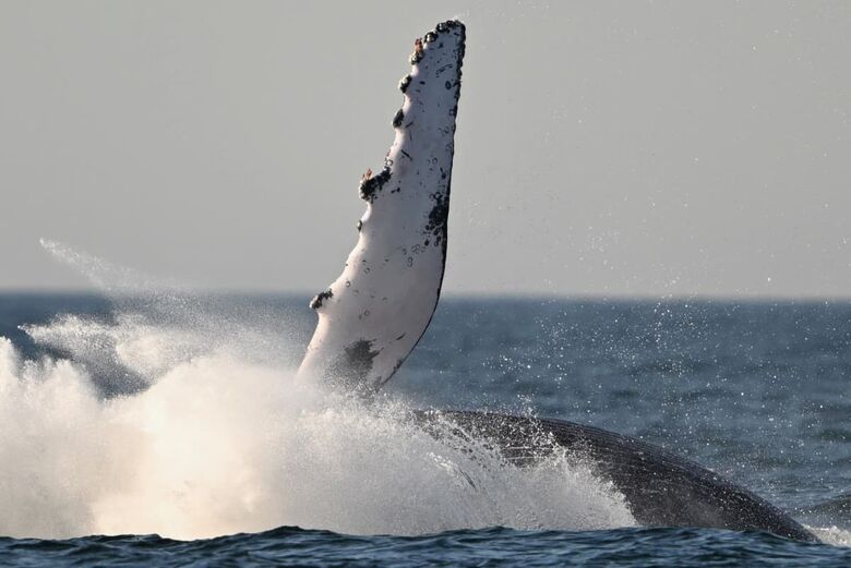 Uma baleia jubarte salta na costa de Niterói | Foto: Mauro Pimentel / AFP