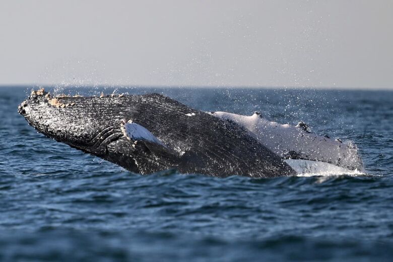 Uma baleia jubarte salta na costa de Niterói | Foto: Mauro Pimentel / AFP