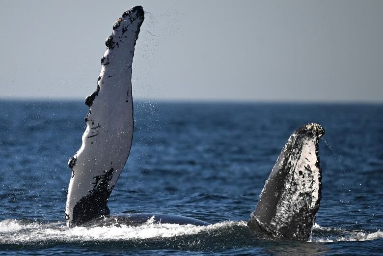 Uma baleia jubarte salta na costa de Niterói | Foto: Mauro Pimentel / AFP