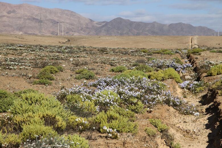 Atacama florido - Foto: Patricio Lopez Castillo/AFP