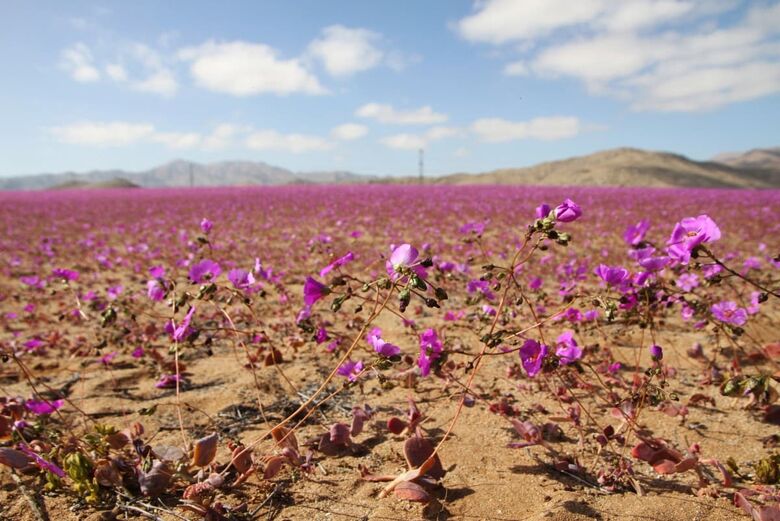 Atacama florido - Foto: Patricio Lopez Castillo/AFP