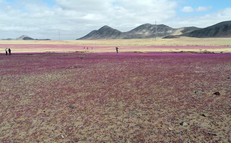 Atacama florido - Foto: Patricio Lopez Castillo/AFP