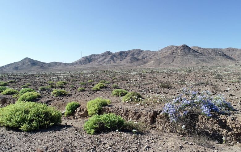 Atacama florido - Foto: Patricio Lopez Castillo/AFP