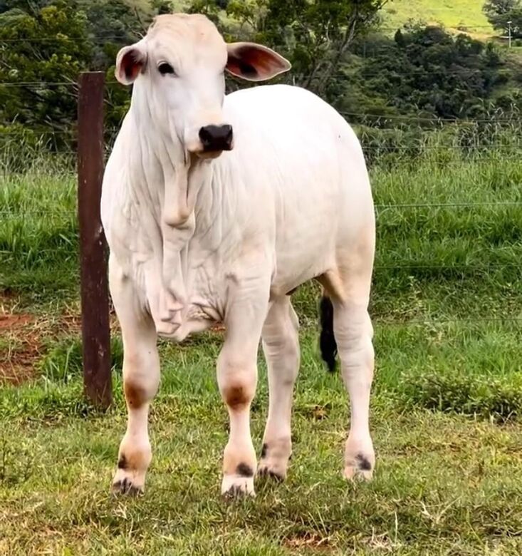 Agropecuária Mata Sul inova em meio a monocultura | Foto: Divulgação