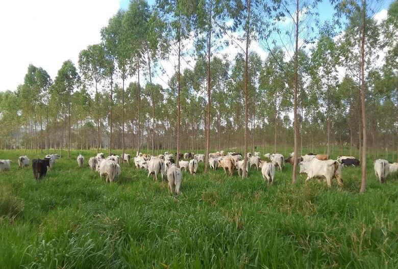 Agropecuária Mata Sul inova em meio a monocultura | Foto: Divulgação
