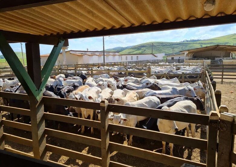 Agropecuária Mata Sul inova em meio a monocultura | Foto: Divulgação