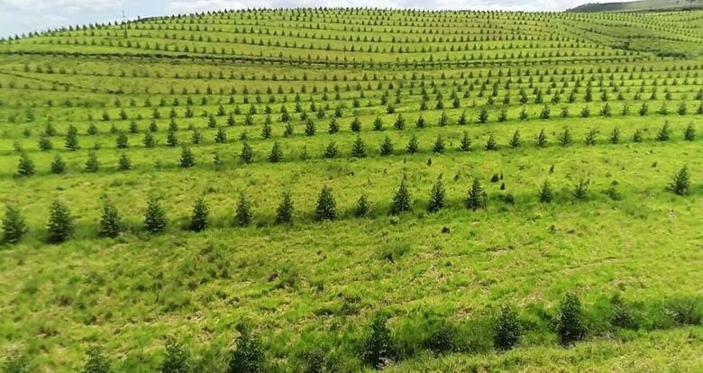 Agropecuária Mata Sul inova em meio a monocultura | Foto: Divulgação