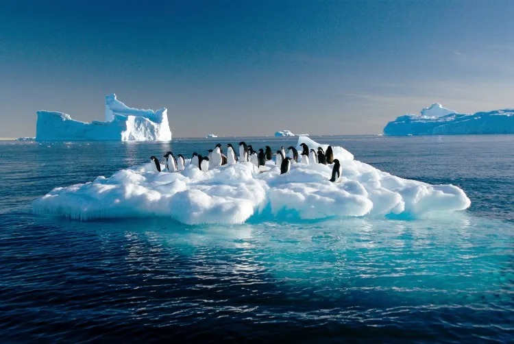 Pinguins em cima de bloco de gelo  Foto: Frederique Olivier / AFP