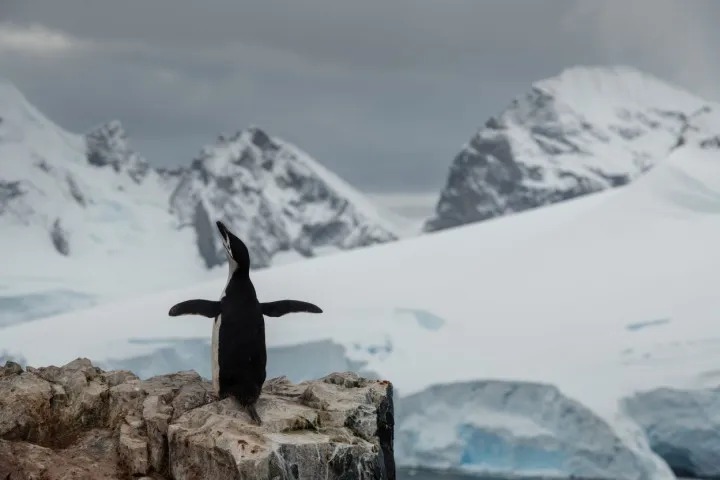 Pinguim com Estreito de Gerlache, na Antártica, ao fundo  Foto: Christian Åslund / AFP