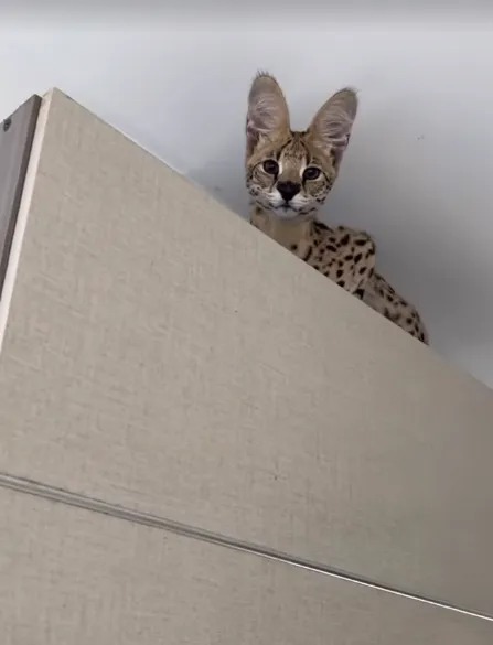 Em registro dos 'stories' de Oruam, Malandrex aparece em cima de um armário Foto: Reprodução/ Instagram