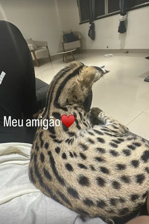 Fernanda chama carinhosamente o animal de