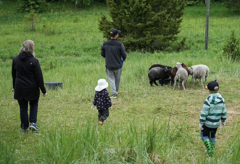 Antiga fazenda localizada no Parque Nacional Isojarvi, acessível apenas por barco ou a pé pela floresta e uma ponte, é um dos doze locais remotos onde os finlandeses podem se candidatar para passar uma semana cuidando de ovelhas | Foto: Alessandro Rampazzo/AFP