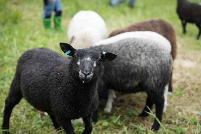 Antiga fazenda localizada no Parque Nacional Isojarvi, acessível apenas por barco ou a pé pela floresta e uma ponte, é um dos doze locais remotos onde os finlandeses podem se candidatar para passar uma semana cuidando de ovelhas | Foto: Alessandro Rampazzo/AFP