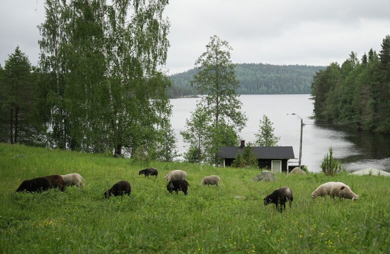 Antiga fazenda localizada no Parque Nacional Isojarvi, acessível apenas por barco ou a pé pela floresta e uma ponte, é um dos doze locais remotos onde os finlandeses podem se candidatar para passar uma semana cuidando de ovelhas | Foto: Alessandro Rampazzo/AFP