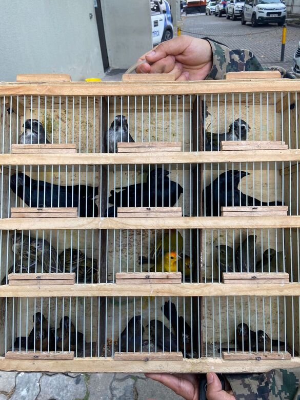 Aves silvestres apreendidas pela polícia no bairro do Cordeiro, Zona Oeste do Recife. - Foto: PMPE/Divulgação