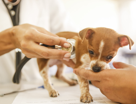 Atendimento veterinário