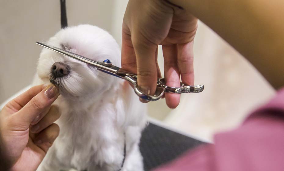 Pets são mimados no Ano do Cão em Hong Kong