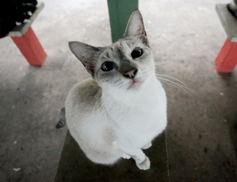 Ao longo de duas semanas, 31 gatos foram envenenados na avenida Beira Rio