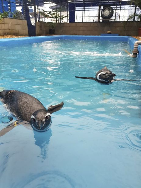 Pinguins resgatados na costa brasileira 