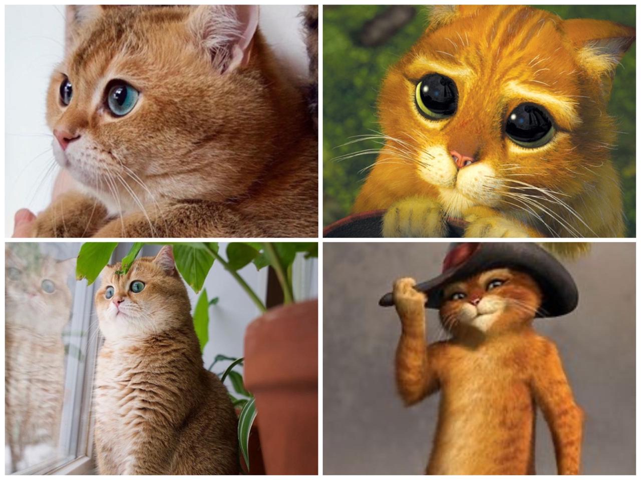 Grupo de personagens de animais em quadrinhos de gatos e gatinhos de desenho  animado