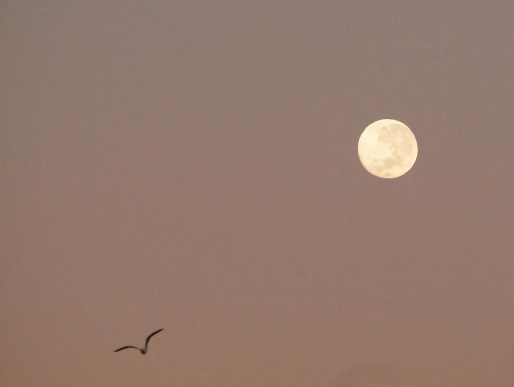Lua e pássaro, por Solange.