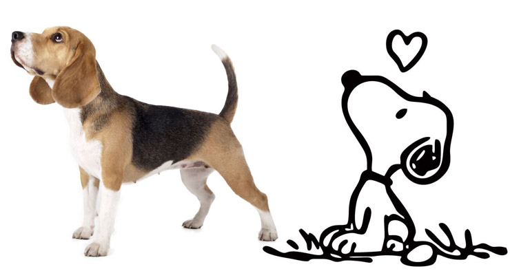 Beagle e Snoopy