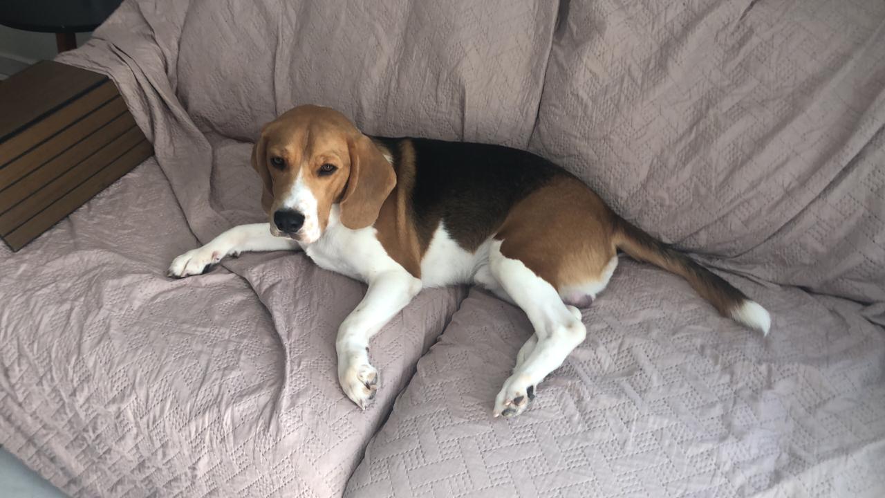 Bono, Beagle de 11 meses