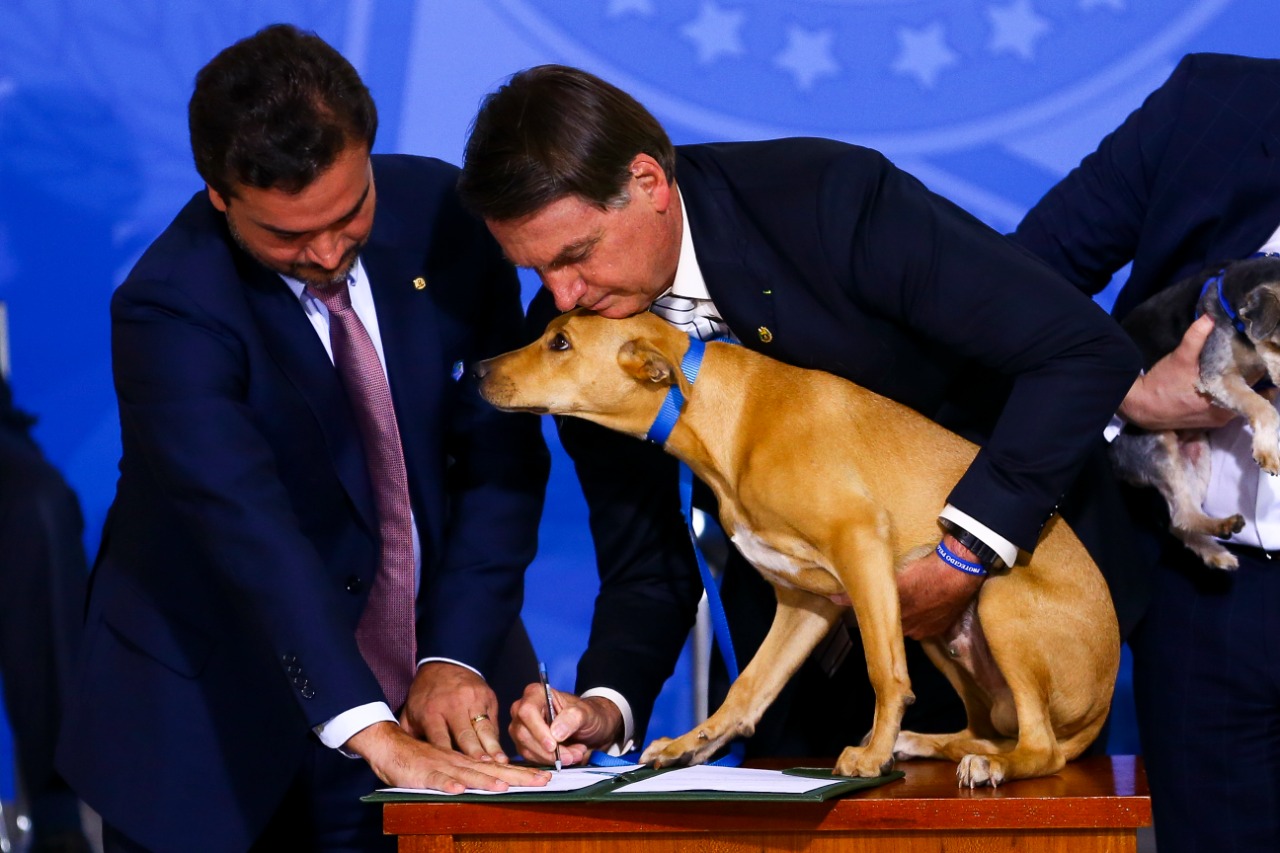 Bolsonaro sanciona lei que aumenta punição a quem comete maus-tratos contra cães e gatos