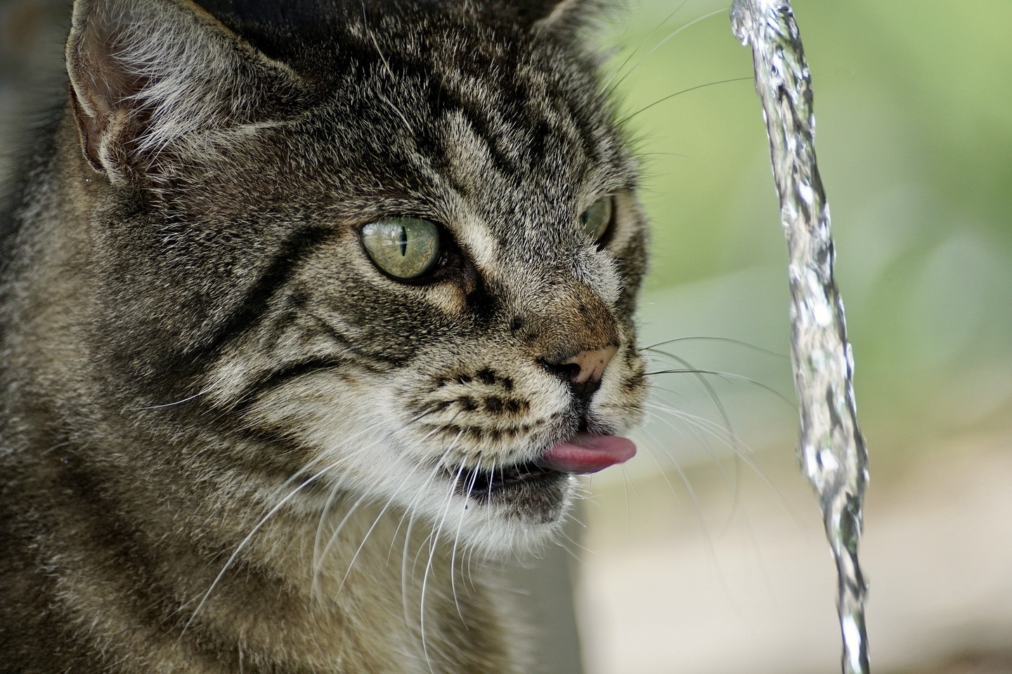 Felinos se sentem mais atraídos por águas correntes