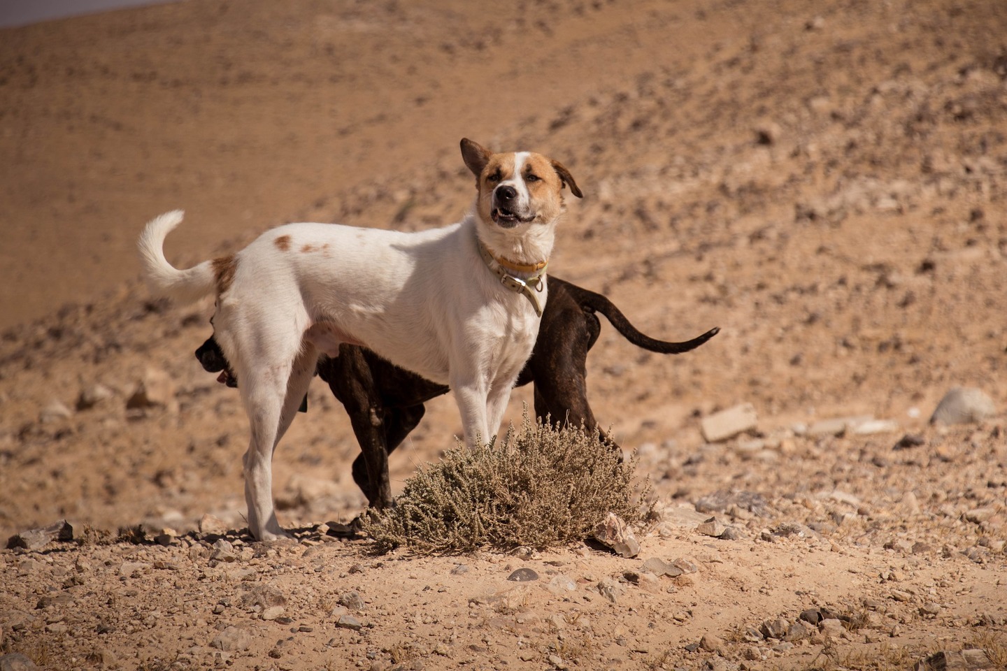 Animais que residem em áreas rurais estão mais vulneráveis