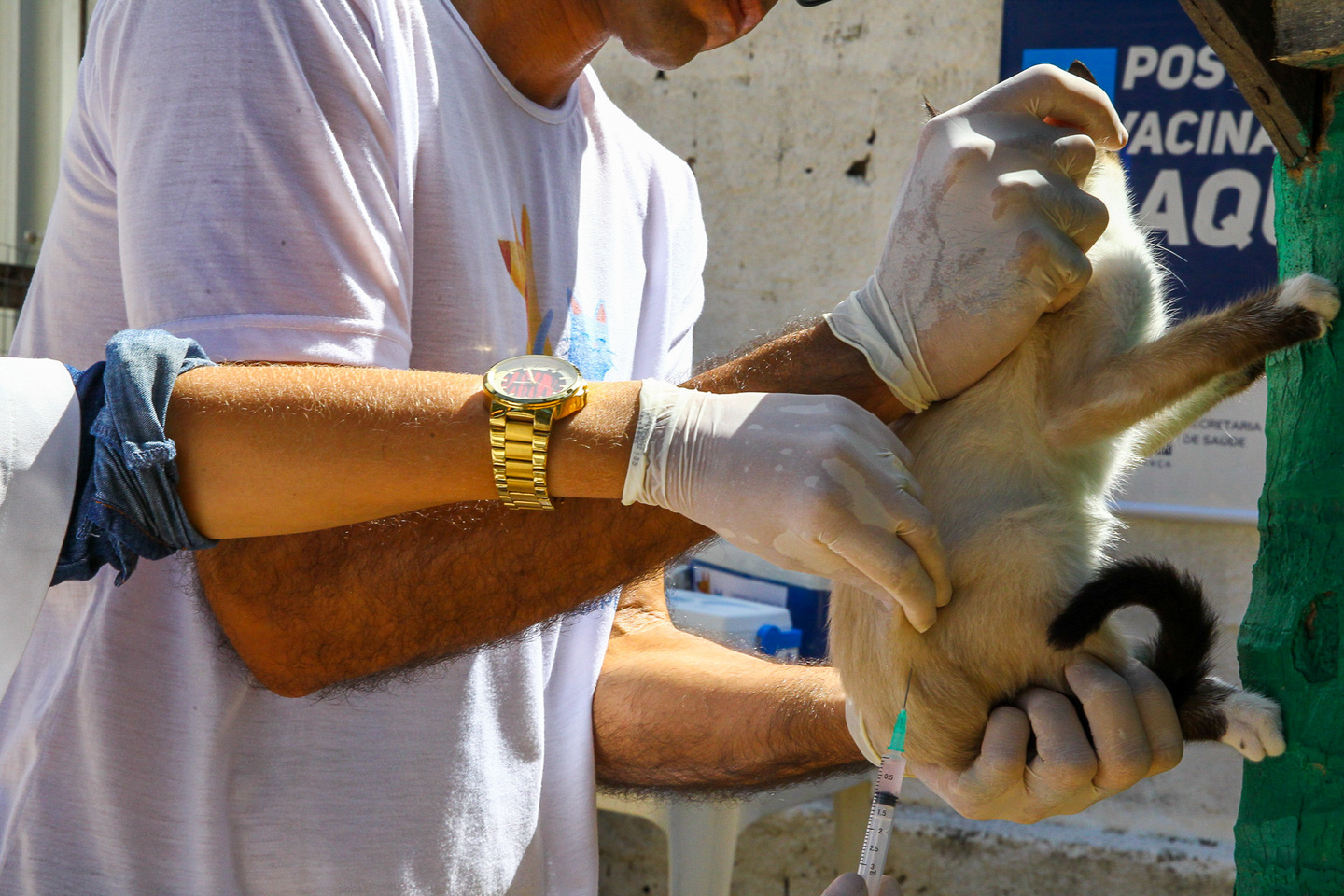 Campanha de vacinação antirrábica em cães e gatos em Jaboatão dos Guararapes