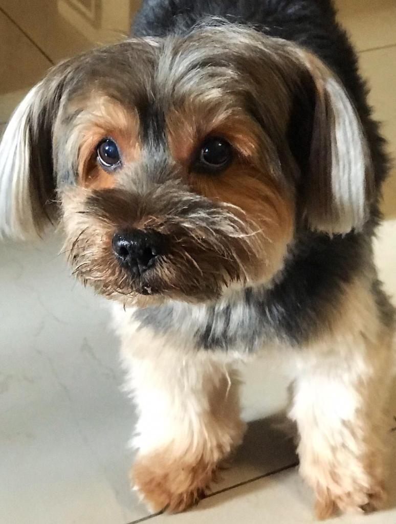 Bob, yorkshire terrier