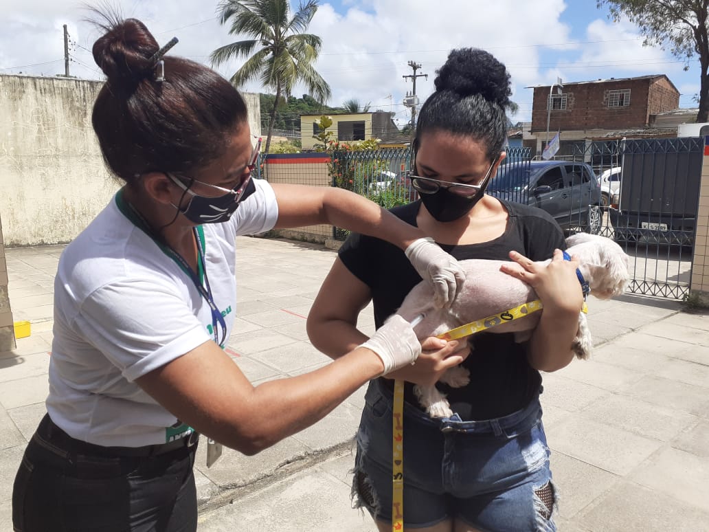 Recife e Olinda promovem vacinação antirrábica para cães e gatos neste  sábado (11) - Folha Pet - Folha PE