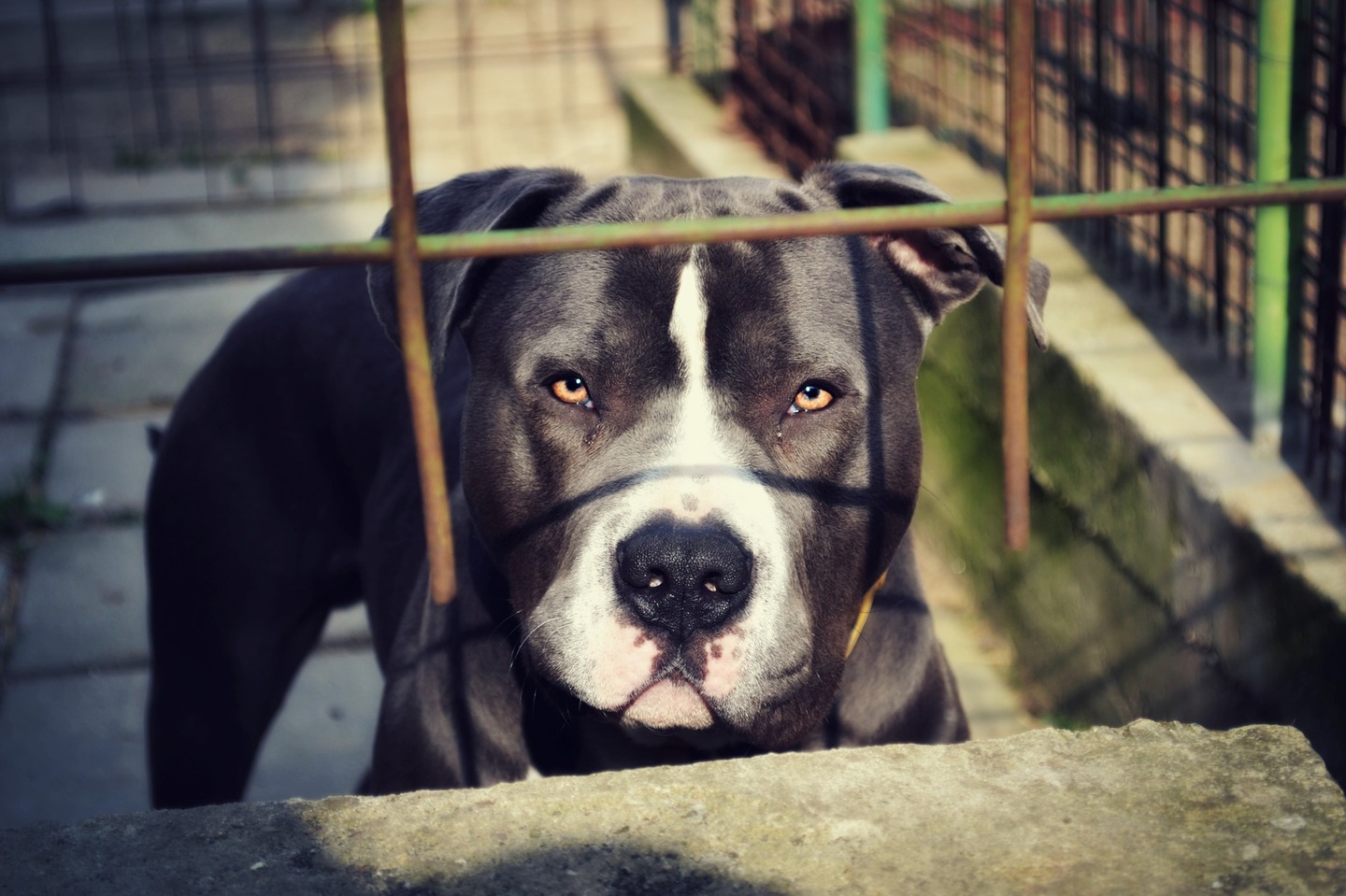 Cão da raça pit bull